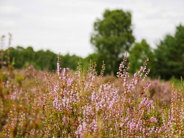 Bienenheide